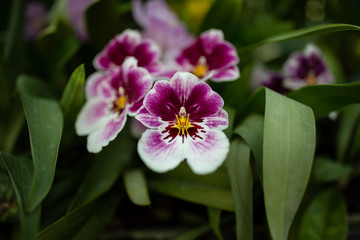 Closeup of amazing pink orchid in Singapore