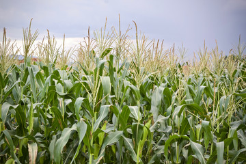 Corn tree food plant nature 