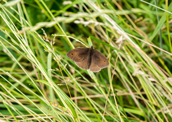 Maniola jurtina auf einer Wiese