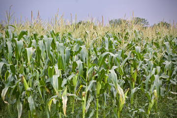 Fototapeta premium Corn tree food plant nature 