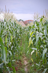 Corn tree food plant nature 