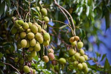 Lychee fruit heathy Thai Food