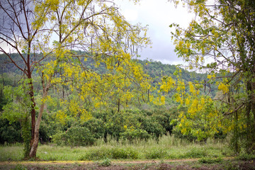 Tree flower yellow plant nature 