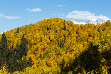 Colorful forest in a beautiful autumn landscape in Svaneti. Georgia