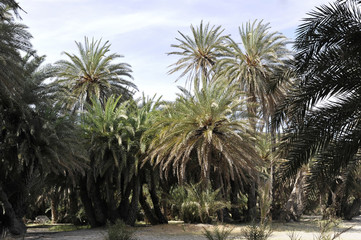 Palmenstrand von Vai mit Kretischen Dattelpalmen (Phoenix theophrasti), Palmenstrand von Vai, Kreta, Griechenland, Europa