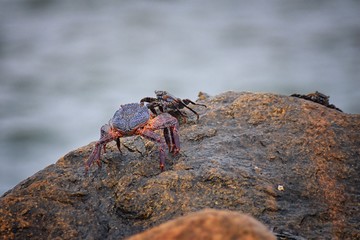 Sally Lightfoot Crab or red rock crab, scientific name Grapsus grapsus on rocks in Puerto Vallarta Marina, Mexico. Close up view.