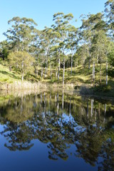 Reflections of trees in dam on a cattle property