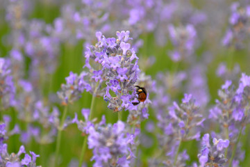 bee in a lavender garden