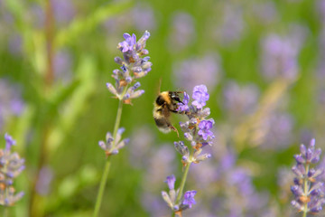 bee in a lavender garden