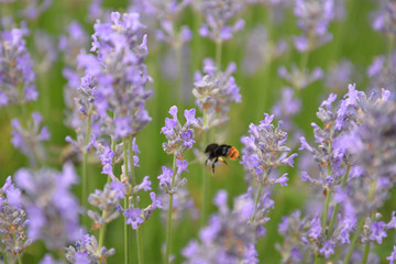 bee in a lavender garden