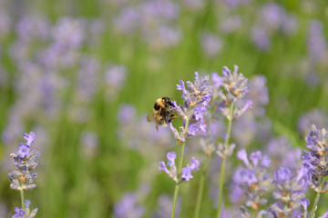 bee in a lavender garden