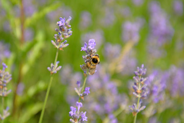 bee in a lavender garden