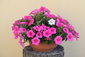Overhanging pink petunia with one different white flower