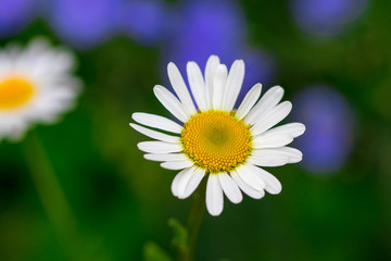 Flowering. Chamomile. Blooming chamomile field, Chamomile flowers. Natural herbal treatment