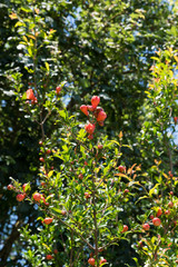 Pomegranate tree flowers