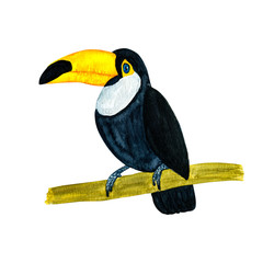 Watercolor illustration of tropical bird toucan isolated on white background © maribom