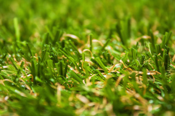 Green grass backdrop
