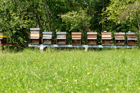 Row of honey in the meadow