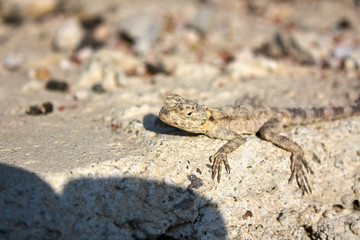 Lizard on stone