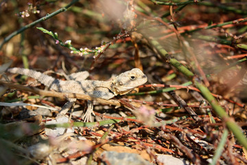 Lizard in the bushes