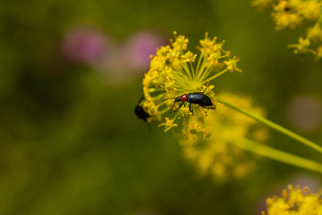 Flower with insect in a nature area of Madrid