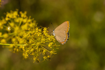 Flower with butterfly in a nature area of Madrid