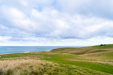 Agriculture sheeps, grassland and sea with cloudy scene. Slope point, catlins, New Zealand