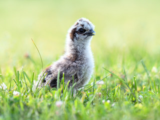 Naklejka na ściany i meble Partridge chick, chicken silk chinese, outdoor on a green lawn, sunlight. Silkie, silky