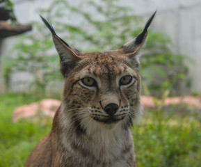 Portrait of an Eurasian Lynx