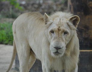 A white lion at the zoo