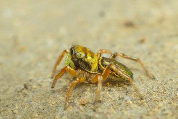 Little Spider Jumping