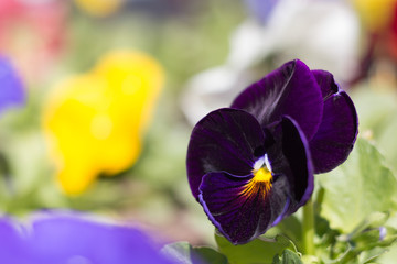 Pansy with dark blue flower in a garden