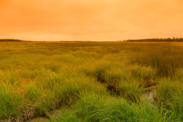 Summer landscape of Sakhalin island. Toned