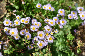 Erig&eacute;ron gracilis bleu d'Am&eacute;rique du Nord