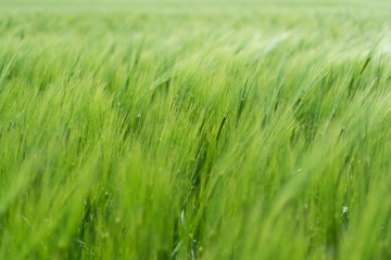 Wheat field