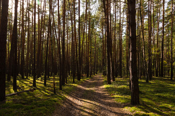 Obraz premium Beautiful view in the autumn forest. Toned