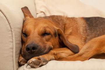 Cute Sleepy Dog