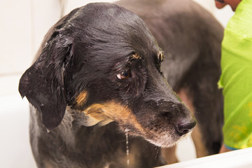 bathing the dog in the dog hairdresser