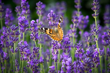 papillon sur de la lavande