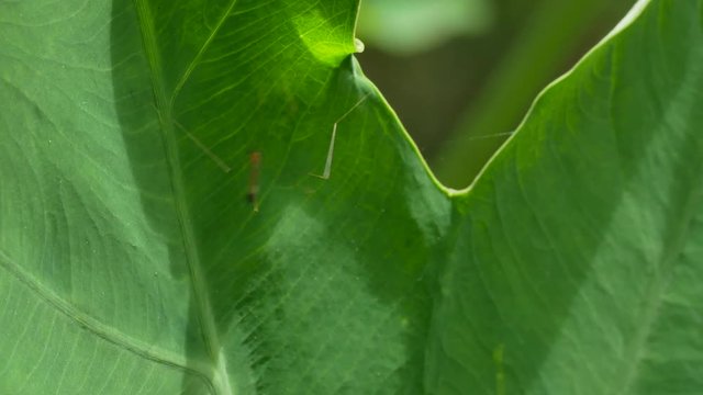 crane fly, Daddy longlegs or Mosquito Hawk.