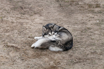 Alaskan Malamute playing with his tail