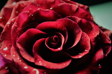 Wet Dark Red Roses With Water Drops. Flower Background. Black Background