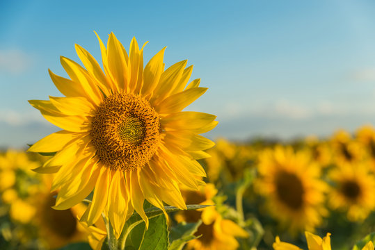 flower of sunflower on field in sunset