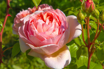 Rosa 'Abraham Darby'