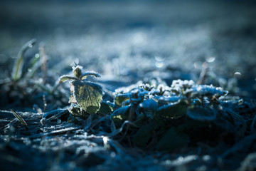 The grass is frosty. Shallow depth of field