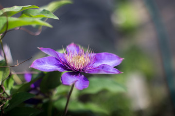 Fototapeta premium Clematis Kamila in garden