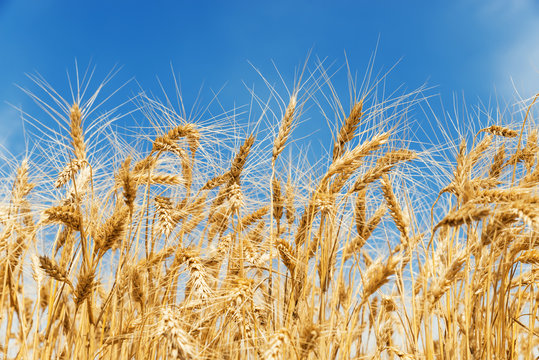 golden color crop on the field and blue sky on background