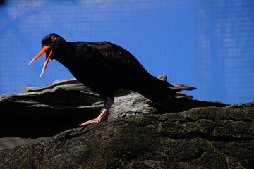Orange beaked Black Oystercatcher