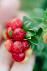 Wild red berries (cowberry, foxberry, lingonberry) with leaves closeup. Raw, organic materials fro...