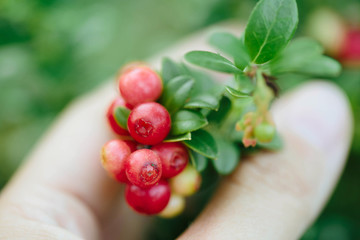 Girl picking berries in the woods. Wild cowberry (foxberry, lingonberry) with leaves. Raw, organic...